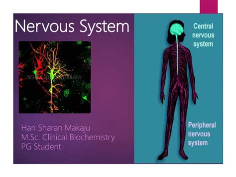 Nervous System Ppt Ppt