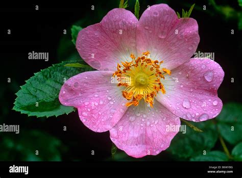 Sweet Briar Rose Stock Photo Alamy