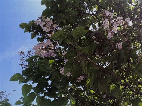 Paulonia Paulownia Tomentosa L Albero Ornamentale Dai Fiori Viola