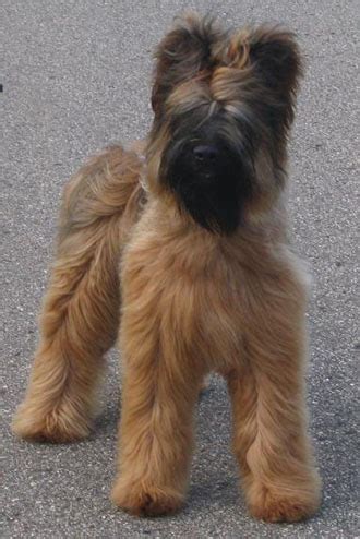 Briard Dog Info, Temperament, Care, Training, Puppies, Pictures