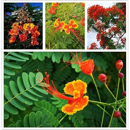 Amazon Red Bird Of Paradise Flower Seeds For Planting Seeds