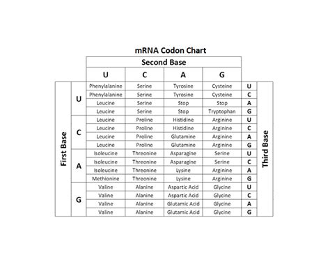 Solved Gene Expression worksheet #4: Anticodons Name DNA 1 ...