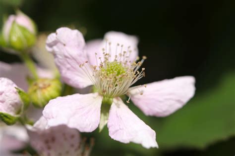 Wann blühen Brombeeren Alles über Blütezeit