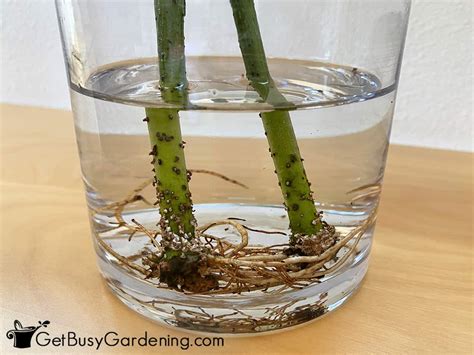 How To Propagate Money Trees In Water Or Soil Get Busy Gardening