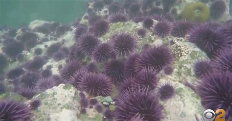 Divers Help Save Ocean Habitats By Collecting Eating Destructive Sea Urchins Cbs New York