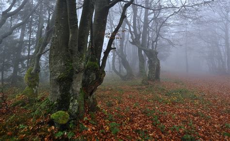 Beauty In Nature Scenics Nature Water Tranquility Fog Non Urban