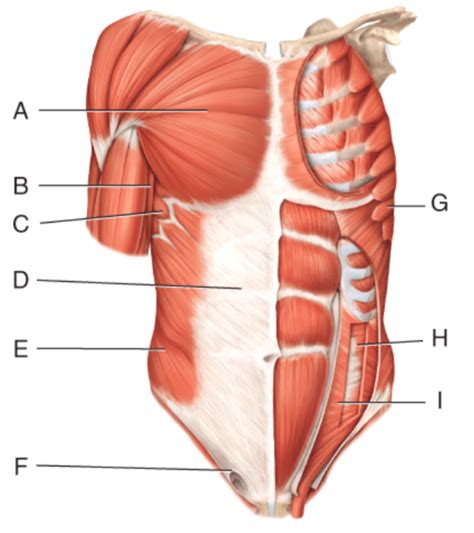 Ch Muscular System Anterior View Abdomen Diagram Quizlet