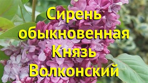 Сирень обыкновенная Князь Волконский. Краткий обзор, описание syringa ...