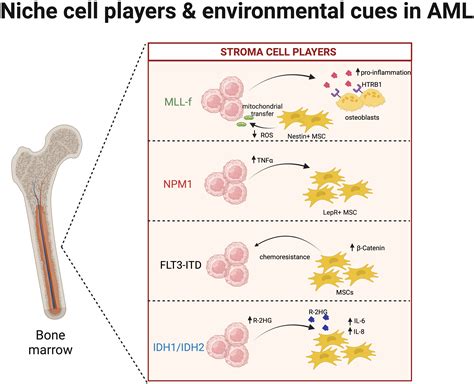 Frontiers Exploring The Intricate Cross Talk Between Clonal Expansion