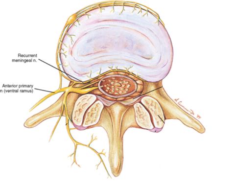 MSK Quiz Four Comprehensive Overview Of Lumbar EM Topics Parts One