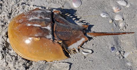 Horseshoe Crab Hatching