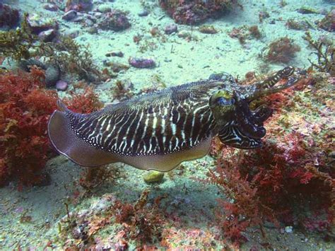 Sesimbra Beginner S Scuba Diving In Arrabida Natural Park Getyourguide