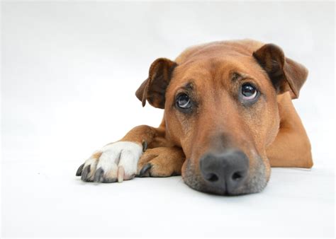 【食糞】犬がうんちを食べる理由と6つのやめさせる方法 フレンチブルドッグの秘密の世界