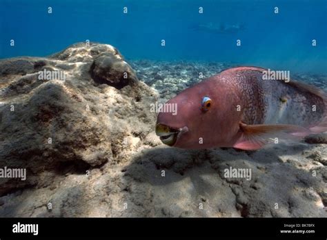 Redlip Parrotfish Scarus Rubroviolaceus Hanauma Bay Oahu Hawaii