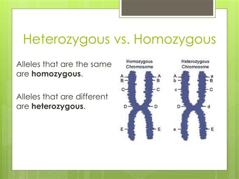 Ppt Heredity Powerpoint Presentation Free Download Id 277569