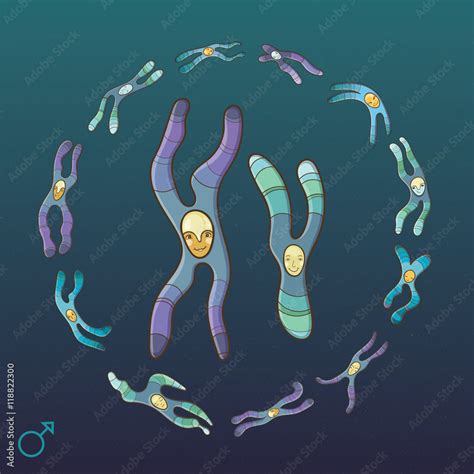 Illustration Of X And Y Chromosome Male Genotype Stock Vector Adobe