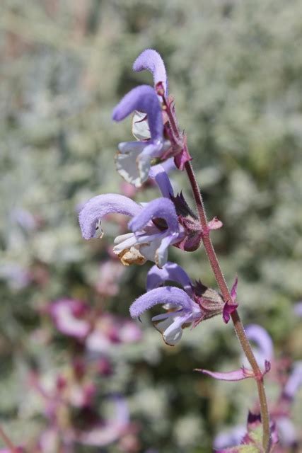 Salvia Austriaca Syn S Sclarea Bg Kopenhagen Flickr