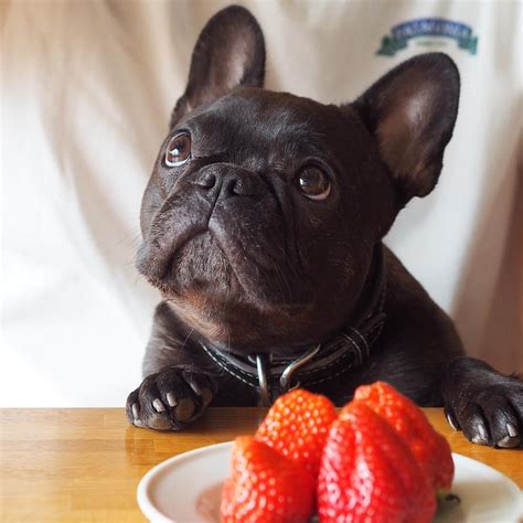 10 Best Fruits That Your French Bulldog Needs To Eat