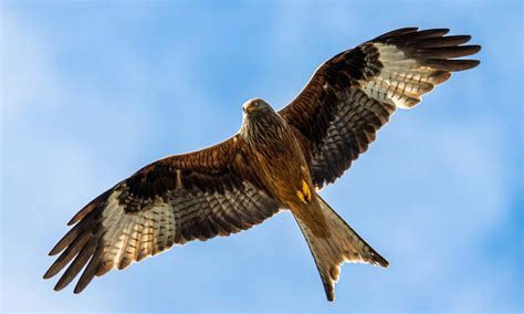 Kite Types, Migration Adaptations Britannica, 50% OFF