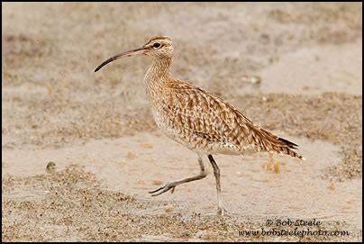 Whimbrel Numenius Phaeopus