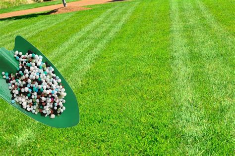 How And When To Fertilize New Grass For Best Results A Guide To Fertilizing A New Lawn