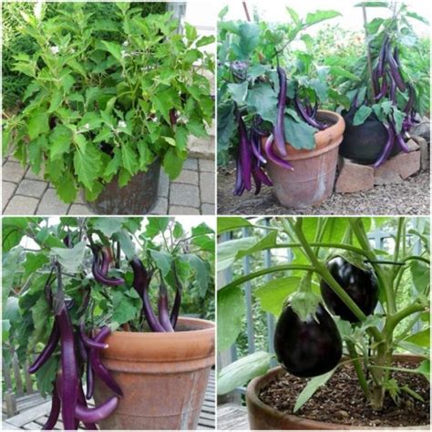 Brinjal Plant