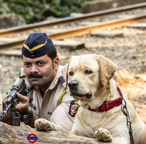 Police labrador : r/aww