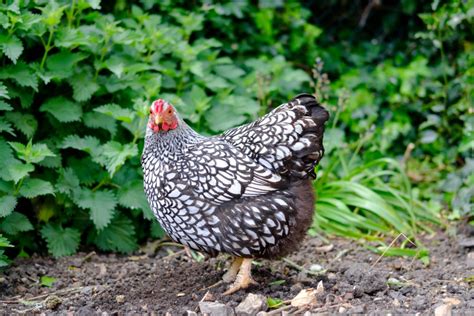 Silver Laced Wyandotte Rooster vs Hen: Differences Explained - Chicken & Chicks Info