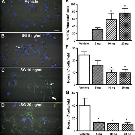 Sg Induces Apoptosis In Op Cells In A Dose Dependent Manner