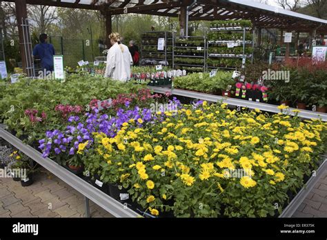 DEU, Germany, Hagen, in a market garden. DEU, Deutschland, Hagen, in ...