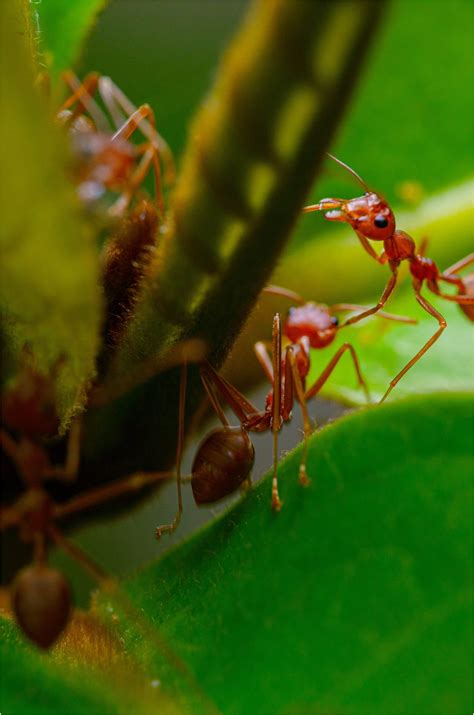 klimatske promjene ucinile svoje invazivni kukci prvo na siciliji