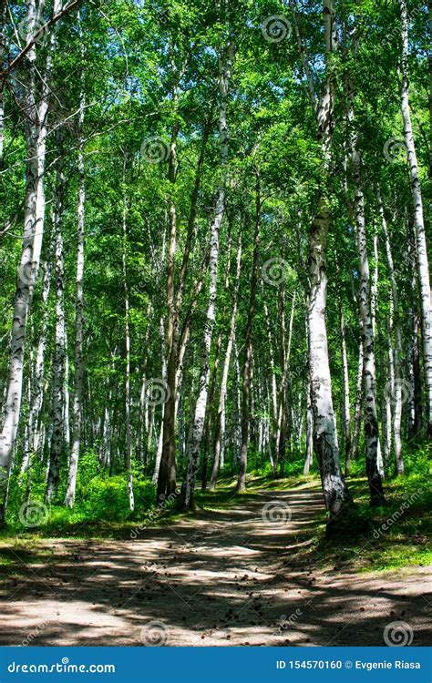 Birch Grove On A Sunny Summer Day Landscape Banner Huge Panorama