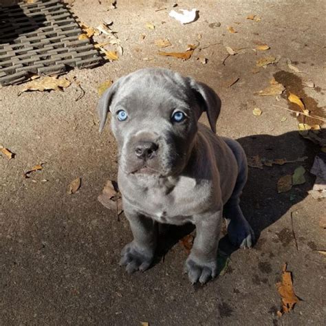 cane corso breeders near me | cane corso for sale