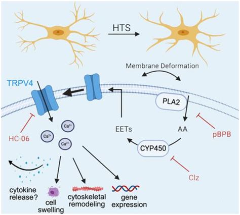 TRPV4 通道介导视网膜小胶质细胞的机械反应 Glia X MOL