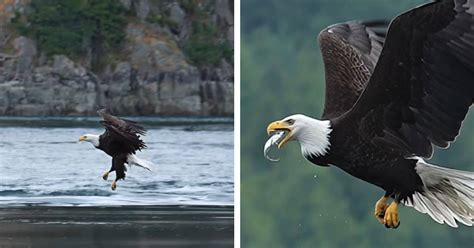 Stunning Videos Highlight Hunting Prowess of Bald Eagles