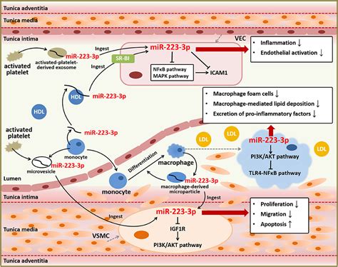 Frontiers Mir P In Cardiovascular Diseases A Biomarker And