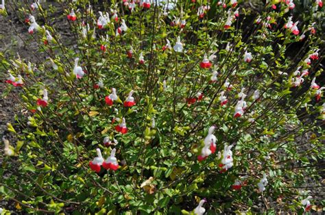 Salvia Microphylla Hot Lips Kwekerij De Boever