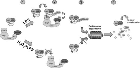 Proposed Mechanism For The Ability Of H O To Inhibit Lps Induced Ib