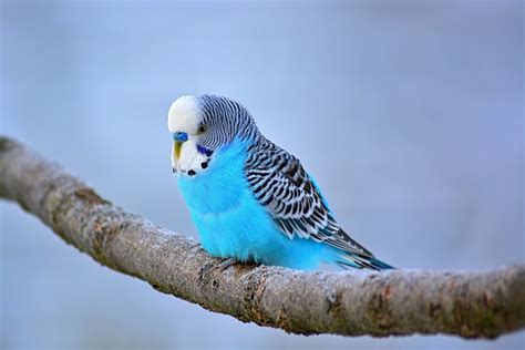 100 000 Free Budgie Bird Budgie Images Pixabay