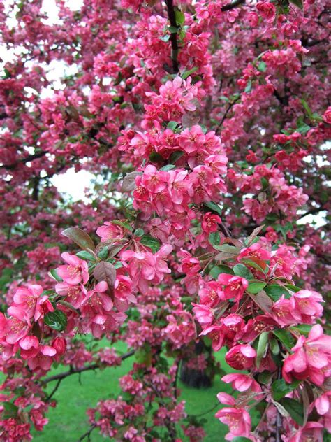 Long Flowering Trees - crazyandlovinmylife