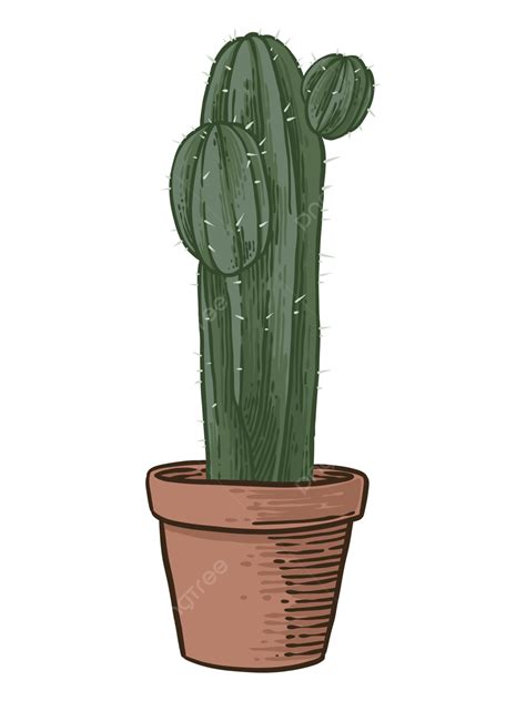 Planta De Cactus En Maceta Png Cactus Planta De Casa Dibujo A Mano Png Y Psd Para Descargar