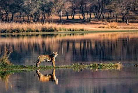 Discover The List Of Best Jungle Safari In India