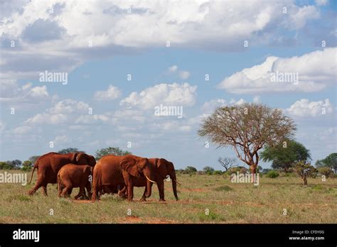 Elephants Loxodonta Africana Tsavo East National Park Kenya East