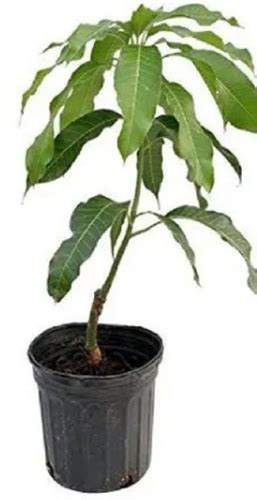 Cotton Mangifera Flower Indica Mango Plant at Best Price in Boriavi ...