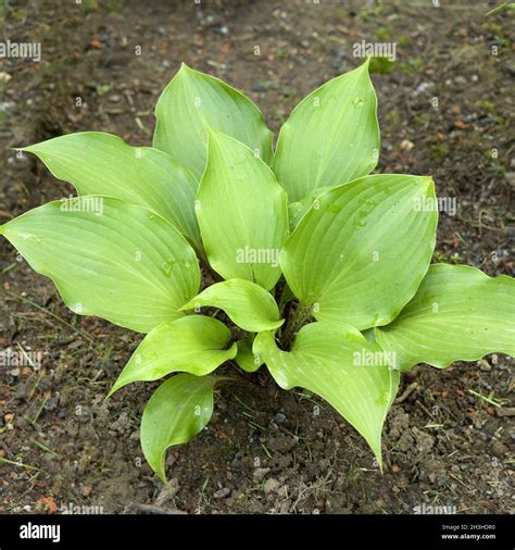 Fragrant hosta, Hosta plantaginea Stock Photo - Alamy