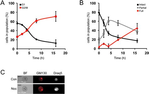 Nocodazole Induced Mitotic Arrest And Golgi Fragmentation HeLa Cells