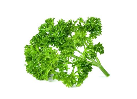 Premium Photo Parsley Leaf Or Petroselinum Crispum Leaves Isolated On