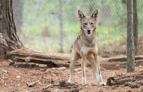 Red Wolf Conservation Virtual Event - NC State University Calendar