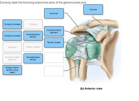 Solved Correctly Label The Following Anatomical Parts Of The Chegg