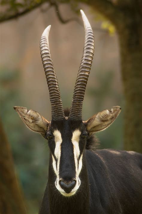 Sable Antelope Bizarre Animals Majestic Animals Africa Animals